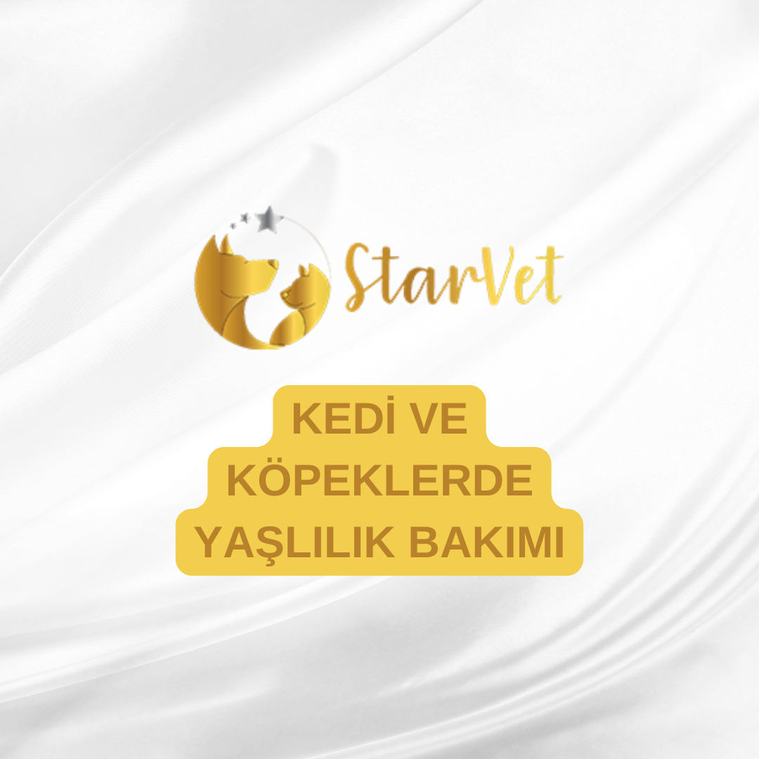  Kedi ve Köpeklerde Yaşlılık Bakımı