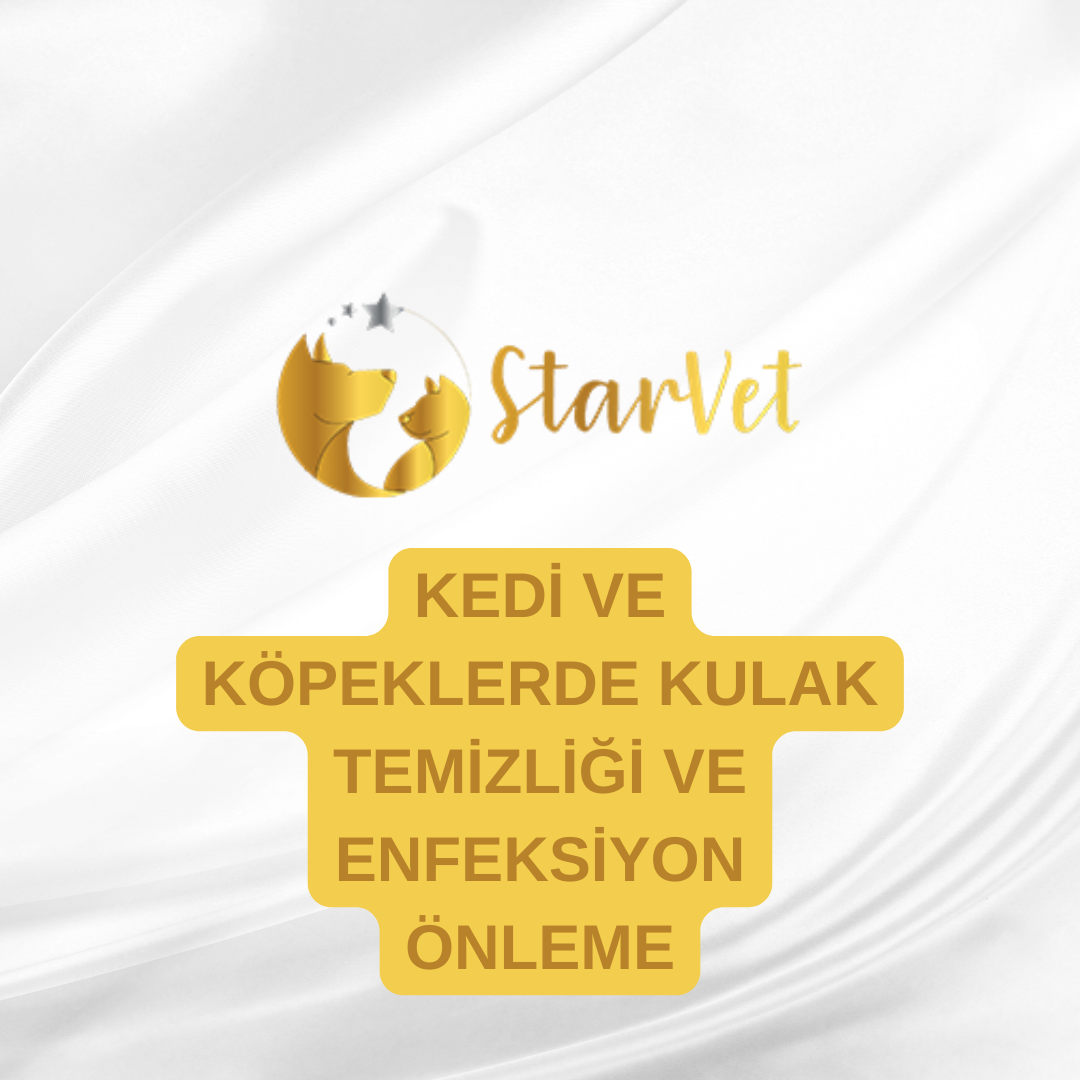  Kedi ve Köpeklerde Kulak Temizliği ve Enfeksiyon Önleme