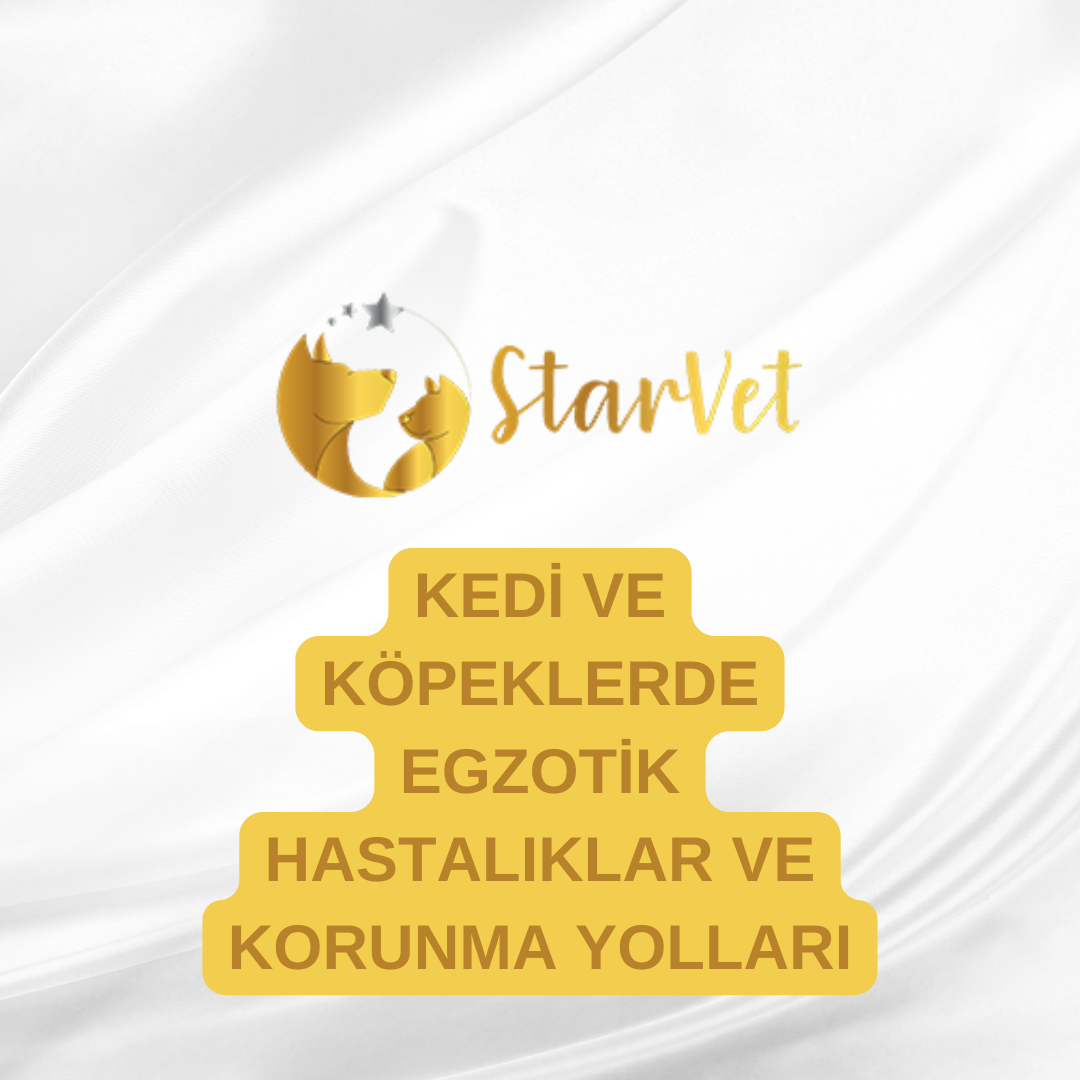  Kedi ve Köpeklerde Egzotik Hastalıklar ve Korunma Yolları