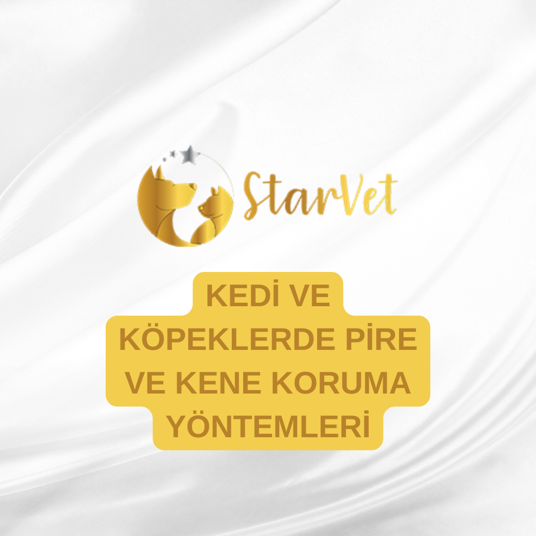  Kedi ve Köpeklerde Pire ve Kene Koruma Yöntemleri