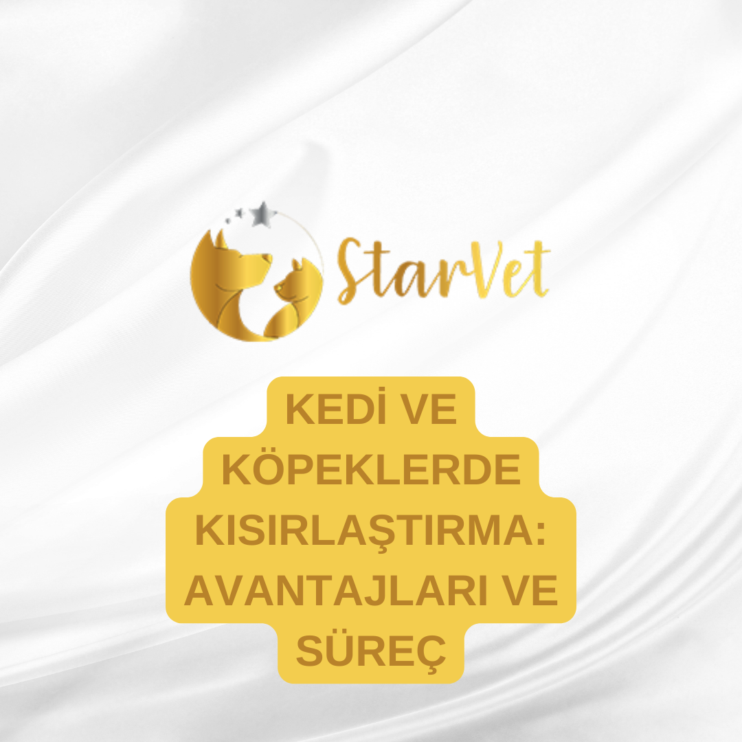  Kedi ve Köpeklerde Kısırlaştırma: Avantajları ve Süreç