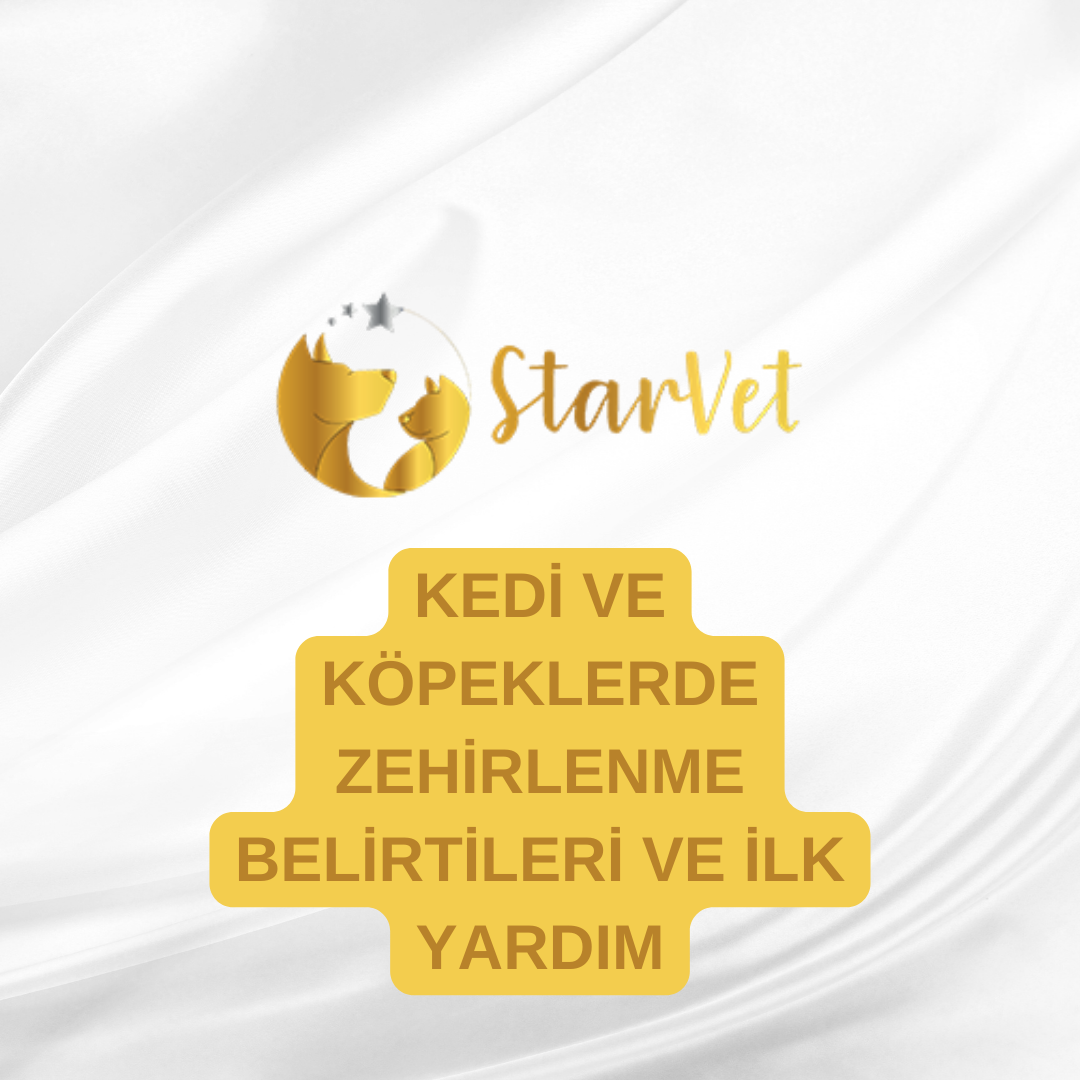  Kedi ve Köpeklerde Zehirlenme Belirtileri ve İlk Yardım