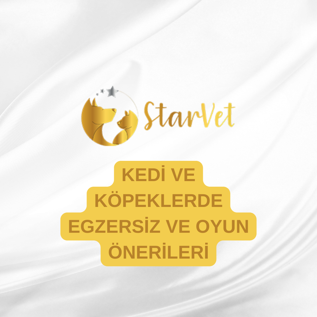  Kedi ve Köpeklerde Egzersiz ve Oyun Önerileri