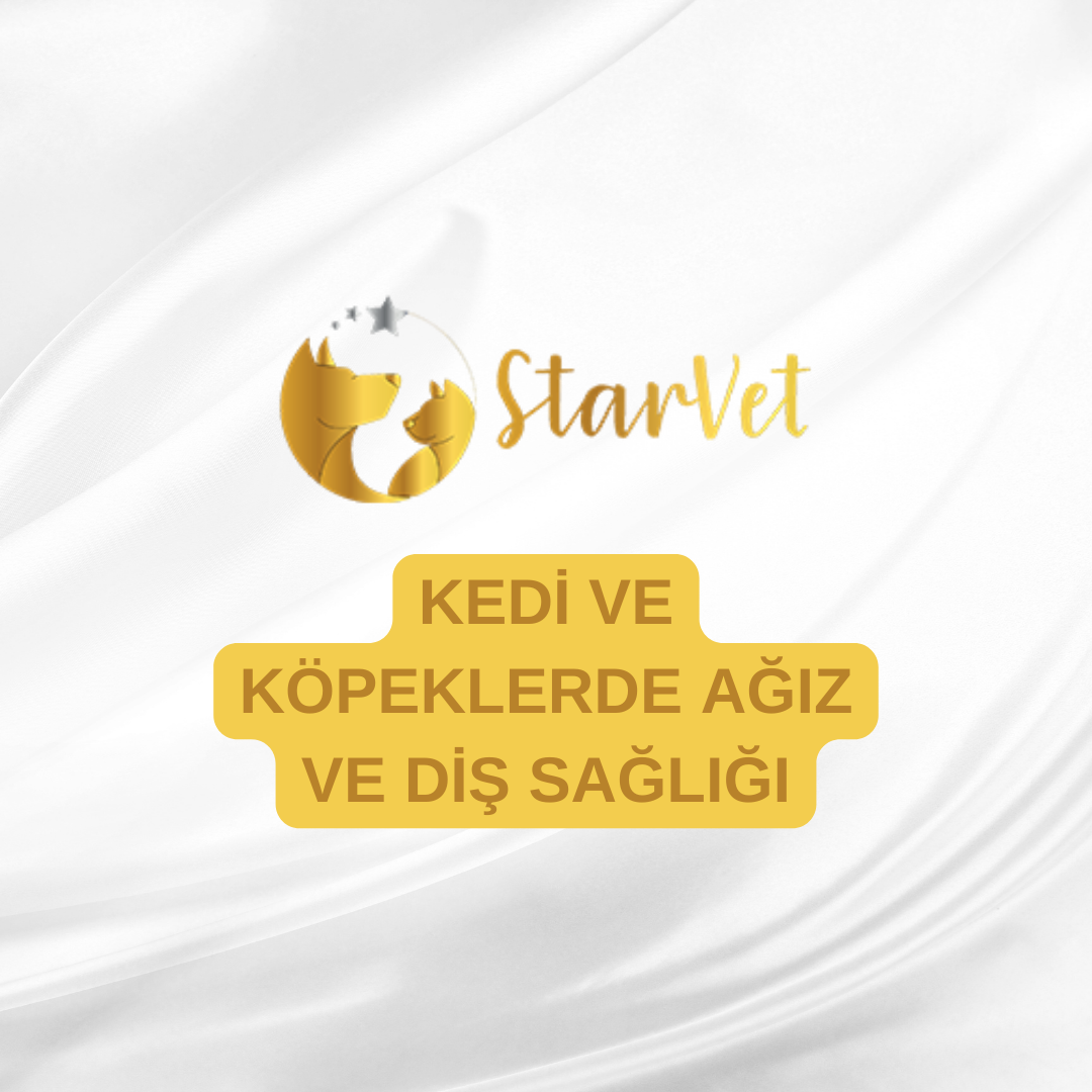  Kedi ve Köpeklerde Ağız ve Diş Sağlığı