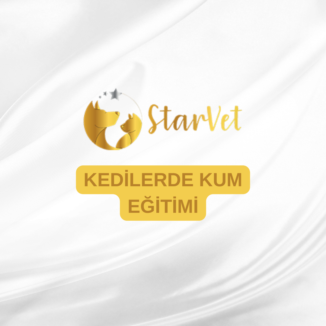  Kedilerde Kum Eğitimi
