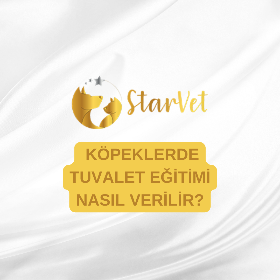  Köpeklerde Tuvalet Eğitimi Nasıl Verilir?
