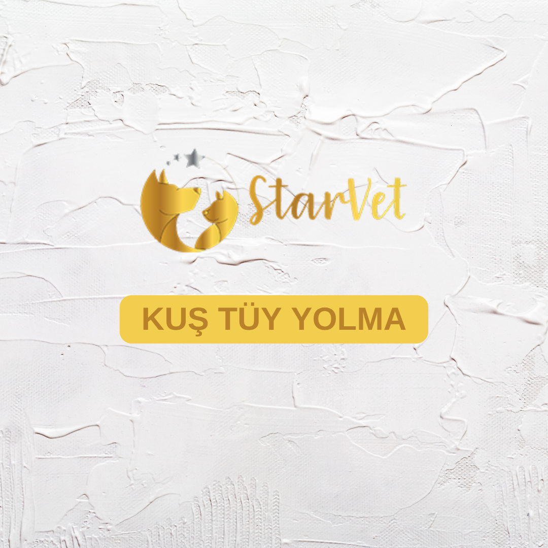  Ankara Kuş Tüy Yolma