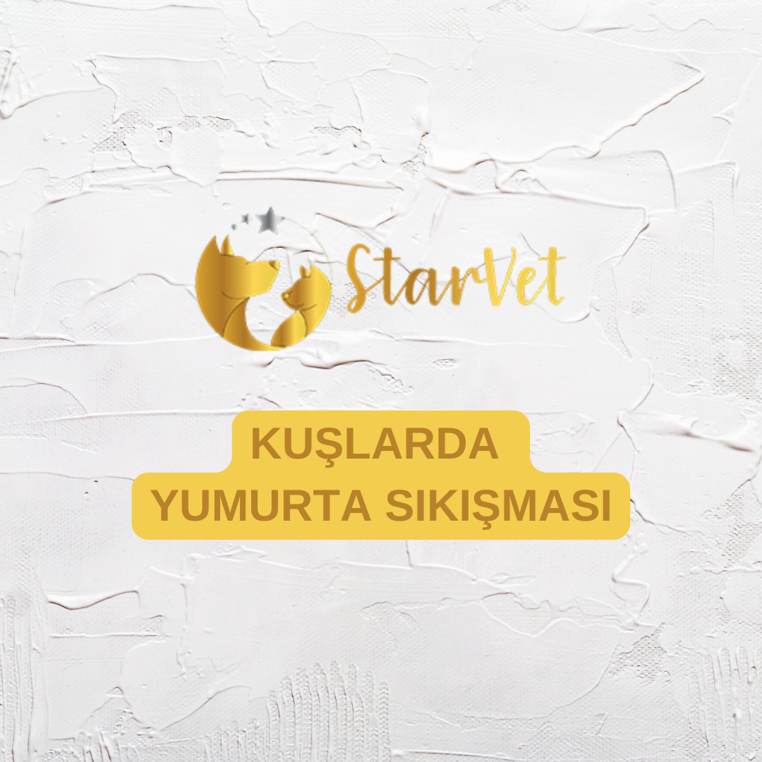  Ankara Kuşlarda Yumurta Sıkışması