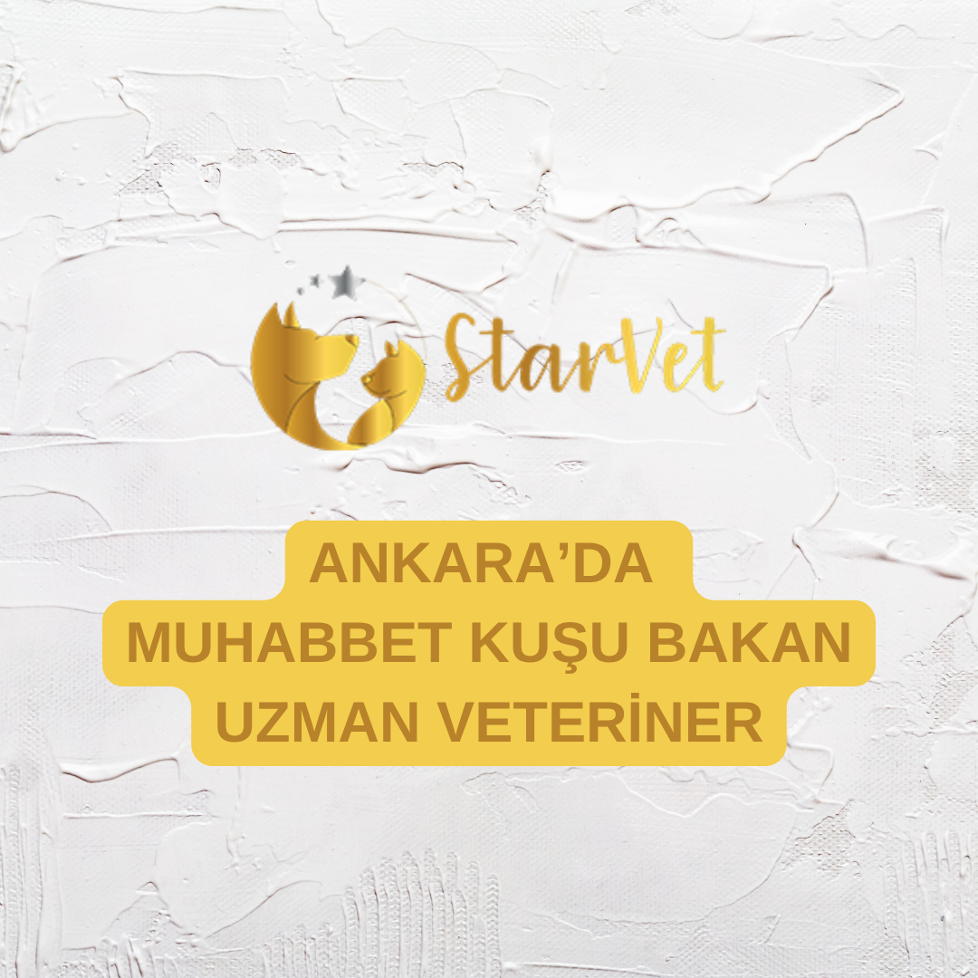  Ankara’da Muhabbet Kuşu Bakan Uzman Veteriner