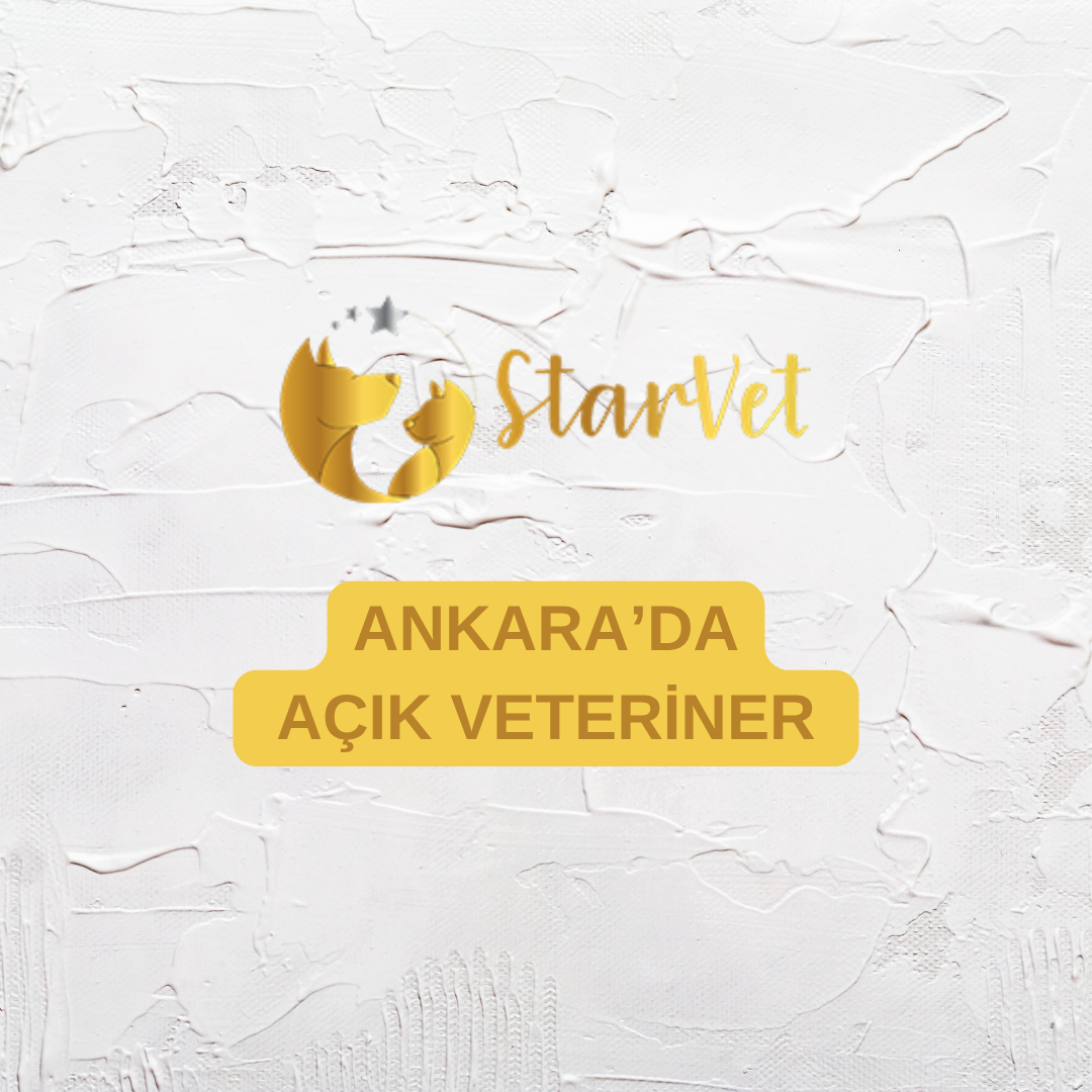  Ankara’da Açık Veteriner