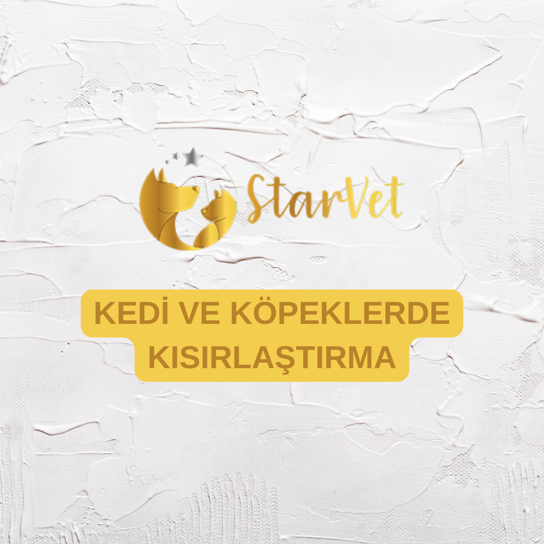  Ankara Kedi ve Köpeklerde Kısırlaştırma